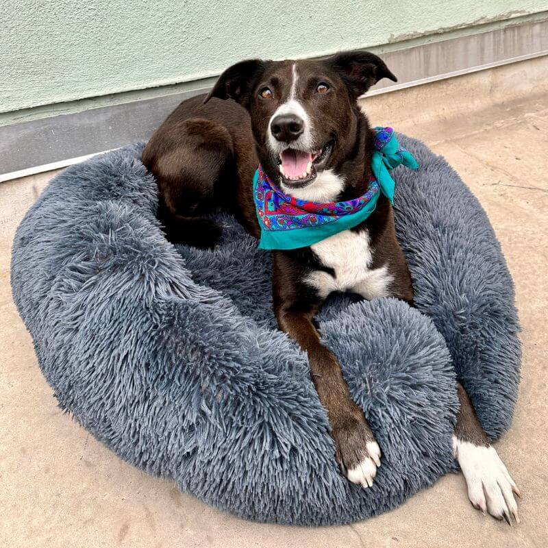 Flufz - Anti-Anxiety Dog Bed